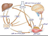 17. برای بررسی وضعیت پری دیابت می بایست بر روی کدام افراد ، آزمایش صورت گیرد؟